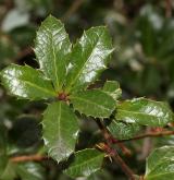 dřišťál bristolský <i>(Berberis ×bristolensis)</i> / List