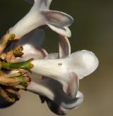 kalina Burkwoodova <i>(Viburnum ×burkwoodii)</i> / Květ/Květenství
