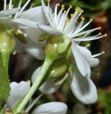 višeň křovitá <i>(Prunus fruticosa)</i> / Květ/Květenství