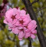 mandlobroskvoň obecná <i>(Prunus ×amygdalo-persica)</i> / Květ/Květenství