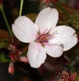 višeň Hillierova <i>(Prunus ×hillierii)</i> / Květ/Květenství