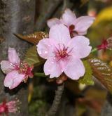 višeň Hillierova <i>(Prunus ×hillierii)</i> / Květ/Květenství
