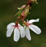 višeň jedoská <i>(Prunus ×yedoensis)</i> / Květ/Květenství