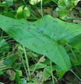 árón plamatý <i>(Arum maculatum)</i> / List