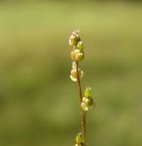bařička bahenní <i>(Triglochin palustris)</i> / Květ/Květenství