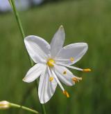 bělozářka větevnatá <i>(Anthericum ramosum)</i> / Květ/Květenství