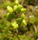 blatnice bahenní <i>(Scheuchzeria palustris)</i> / Plod