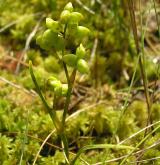 blatnice bahenní <i>(Scheuchzeria palustris)</i> / Habitus