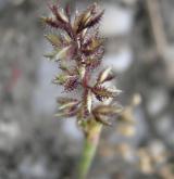 bodloplev hroznatý <i>(Tragus racemosus)</i> / Květ/Květenství