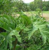 bolševník velkolepý <i>(Heracleum mantegazzianum)</i> / List