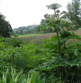 bolševník velkolepý <i>(Heracleum mantegazzianum)</i>