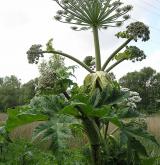 bolševník velkolepý <i>(Heracleum mantegazzianum)</i> / Habitus