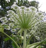 bolševník velkolepý <i>(Heracleum mantegazzianum)</i> / Květ/Květenství