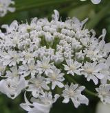 bolševník velkolepý <i>(Heracleum mantegazzianum)</i> / Květ/Květenství