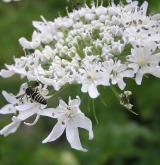 bolševník velkolepý <i>(Heracleum mantegazzianum)</i>