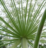 bolševník velkolepý <i>(Heracleum mantegazzianum)</i>