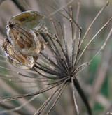 bolševník velkolepý <i>(Heracleum mantegazzianum)</i> / Plod