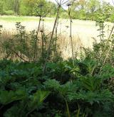 bolševník velkolepý <i>(Heracleum mantegazzianum)</i> / Porost