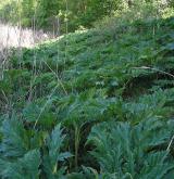 bolševník velkolepý <i>(Heracleum mantegazzianum)</i>