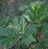 bolševník velkolepý <i>(Heracleum mantegazzianum)</i>