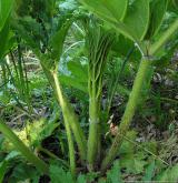 bolševník velkolepý <i>(Heracleum mantegazzianum)</i> / Ostatní