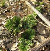 bolševník velkolepý <i>(Heracleum mantegazzianum)</i> / List