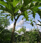 bolševník velkolepý <i>(Heracleum mantegazzianum)</i> / List