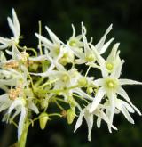 štětinec laločnatý <i>(Echinocystis lobata)</i> / Květ/Květenství
