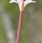 vrbovka žláznatá <i>(Epilobium ciliatum)</i> / Květ/Květenství