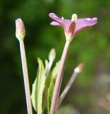 vrbovka Lamyova <i>(Epilobium lamyi)</i> / Květ/Květenství