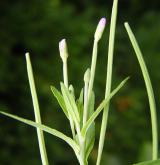 vrbovka tmavá <i>(Epilobium obscurum)</i> / Květ/Květenství