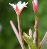 vrbovka růžová <i>(Epilobium roseum)</i> / Květ/Květenství