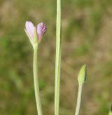 vrbovka čtyřhranná <i>(Epilobium tetragonum)</i> / Květ/Květenství