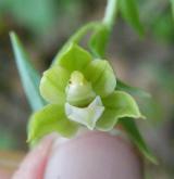kruštík dlouholistý <i>(Epipactis voethii)</i> / Květ/Květenství