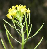 trýzel malokvětý <i>(Erysimum cheiranthoides)</i> / Květ/Květenství