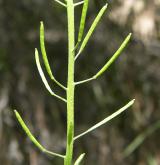 trýzel malokvětý <i>(Erysimum cheiranthoides)</i> / Plod