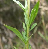 trýzel malokvětý <i>(Erysimum cheiranthoides)</i> / List