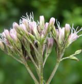 sadec konopáč <i>(Eupatorium cannabinum)</i> / Květ/Květenství