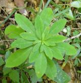 pryšec mandloňovitý <i>(Euphorbia amygdaloides)</i> / Habitus