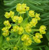 pryšec chvojka <i>(Euphorbia cyparissias)</i> / Květ/Květenství