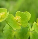 pryšec obecný <i>(Euphorbia esula)</i> / Plod