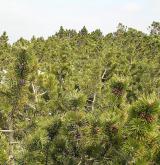 borovice kleč <i>(Pinus mugo)</i> / Detail porostu