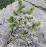 borovice lesní <i>(Pinus sylvestris)</i> / Habitus