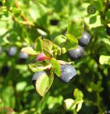 brusnice borůvka <i>(Vaccinium myrtillus)</i> / Plod