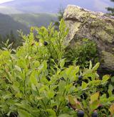 brusnice borůvka <i>(Vaccinium myrtillus)</i> / Habitus