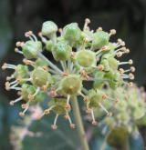 břečtan popínavý <i>(Hedera helix)</i> / Květ/Květenství