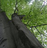 buk lesní <i>(Fagus sylvatica)</i> / Detail porostu