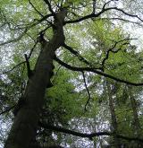 buk lesní <i>(Fagus sylvatica)</i> / Detail porostu