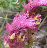 černýš rolní <i>(Melampyrum arvense)</i> / Květ/Květenství