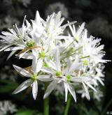česnek medvědí <i>(Allium ursinum)</i> / Květ/Květenství